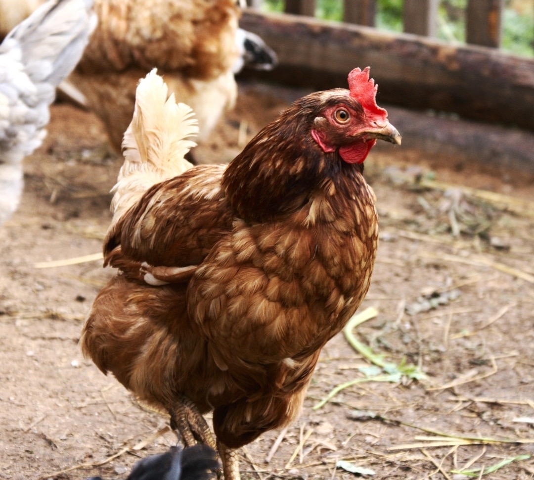 A hen on the farm